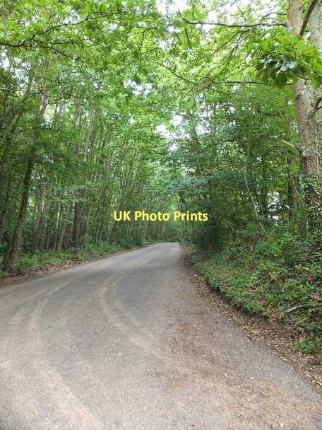 Photo 6"x4" St John's Road with Big Wood on the left Exmouth c2011