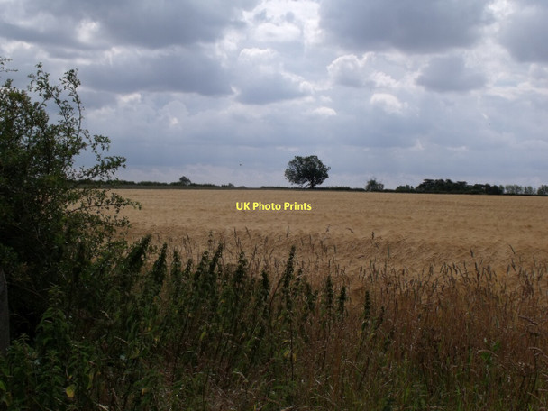 Photo 6"x4" Wheatfield near Harmston Heath Harmston c2011