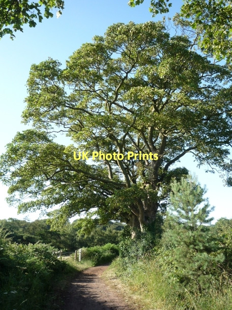 Photo 6"x4" Tree and Gate Willington Corner c2011