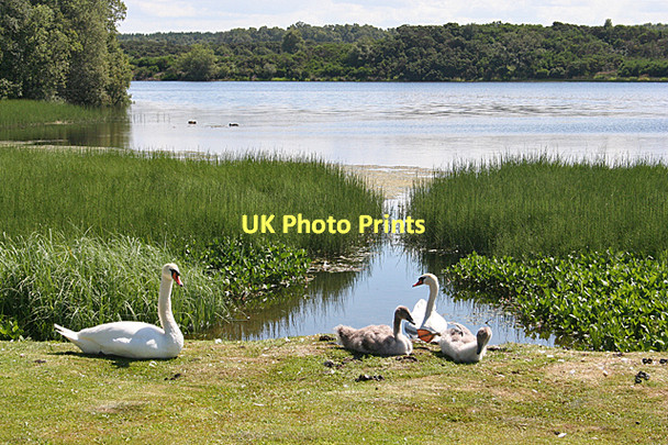 Photo 6"x4" Family Party at Loch Flemington Lochside\/NH8152 c2011