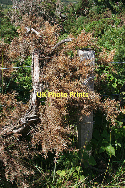 Photo 6"x4" Dead Whins Newlands\/NH7545 c2011