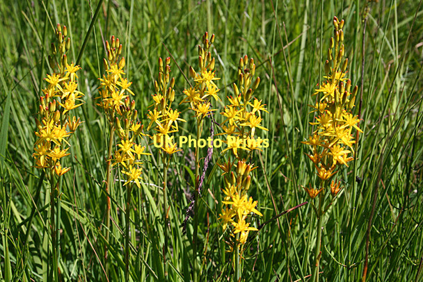 Photo 6"x4" Bog Asphodel (Narthecium ossifragum) Cantraywood c2011