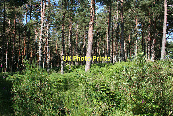 Photo 6"x4" Forest near Cantraydoune Cantraywood c2011