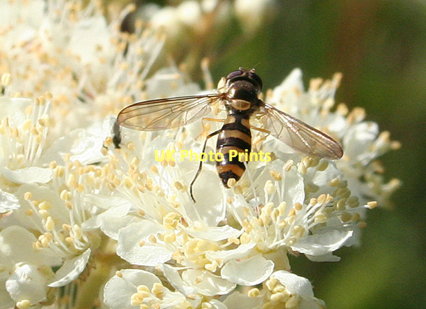 Photo 6"x4" Hoverfly on Meadowsweet Nairn c2011
