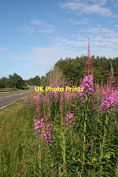 Photo 6"x4" Fireweed by the A96 Auldearn c2011