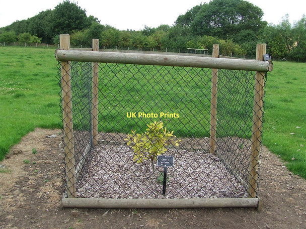 Photo 6"x4" Newly Planted Tree Kirtling c2011