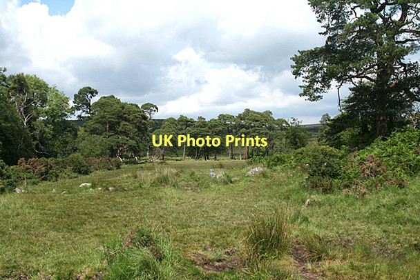Photo 6"x4" Dartmoor Forest: by the river Swincombe Sherberton c2011