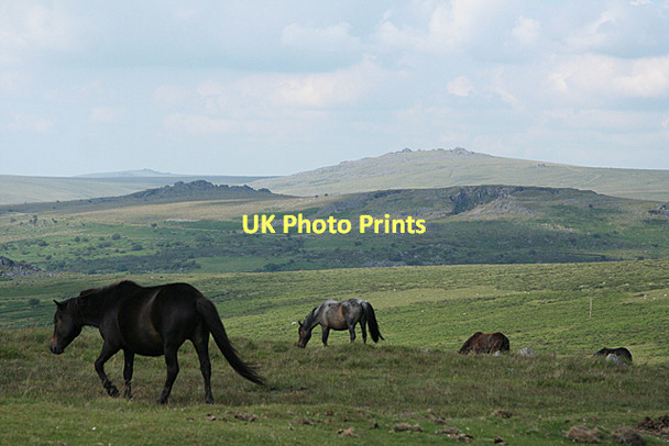 Photo 6"x4" Walkhampton: towards Swelltor Quarries Walkhampton c2011