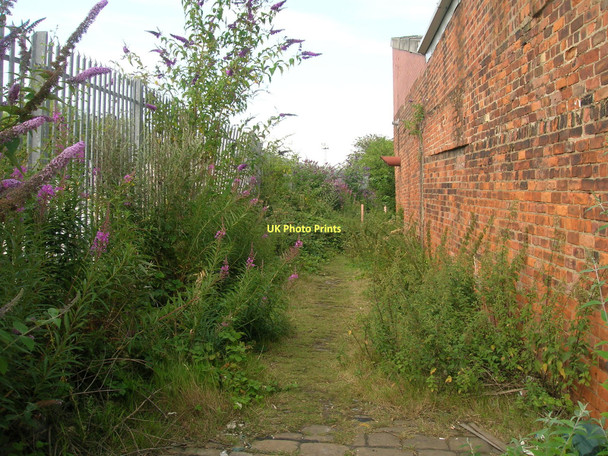 Photo 6"x4" Overgrown footpath near Albert Dock, Hull Kingston upon Hull c2011