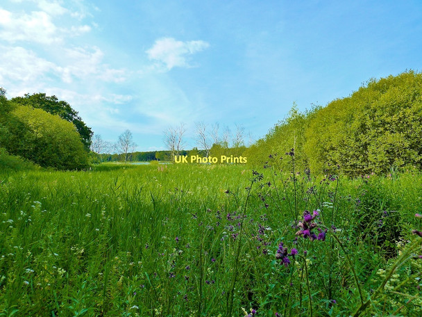 Photo 6"x4" Fen Carr, Hardwick Country Park Sedgefield c2011