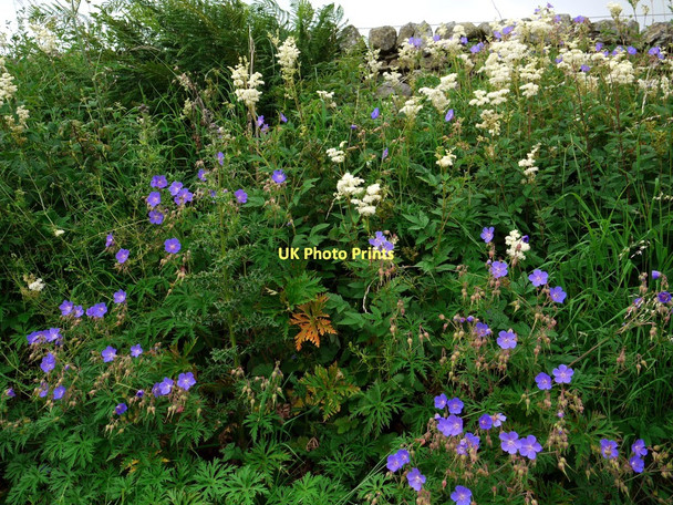 Photo 6"x4" Roadside verge on minor road to Holwick Bowbank\/NY9423 c2011