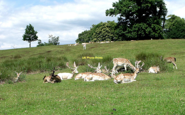 Photo 6"x4" Fallow deer at Knole, Sevenoaks Sevenoaks c2011