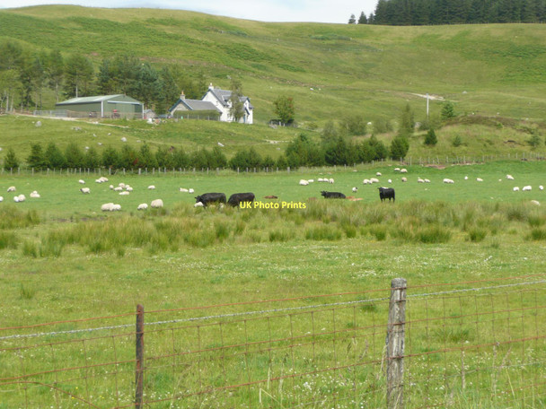 Photo 6"x4" Sheep and cattle grazing together Balgowan\/NN6394 c2011