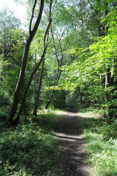 Photo 6"x4" Path through Pope's Wood Saleway c2011