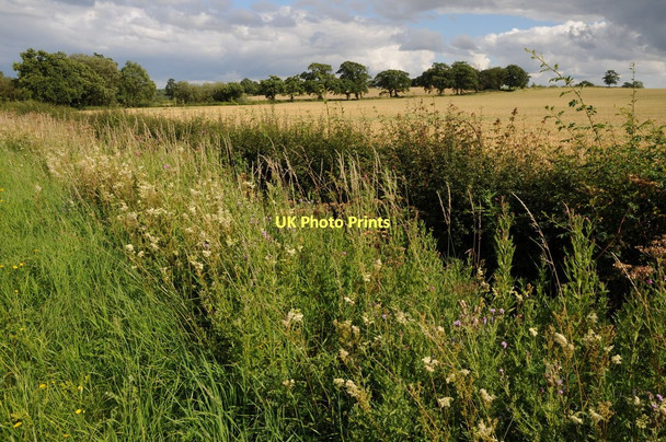 Photo 6"x4" Roadside verge near Shell Earl's Common c2011
