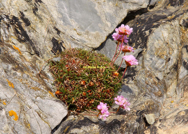 Photo 6"x4" Thrift in the rock West Pentire c2011