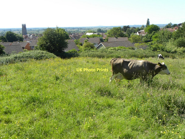 Photo 6"x4" Cows by Glastonbury Glastonbury c2010