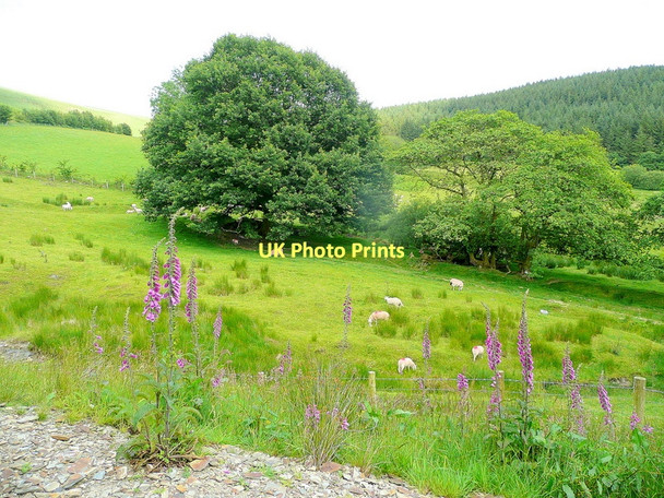 Photo 6"x4" Oak in upper pastures Abergwesyn c2011