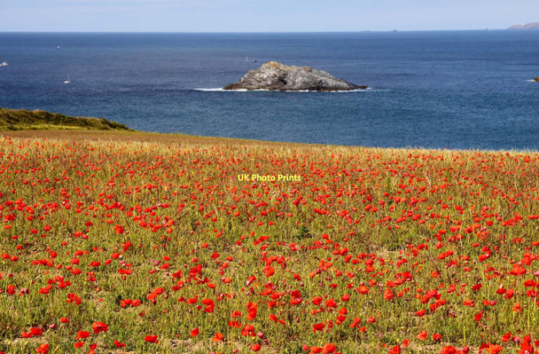 Photo 6"x4" Looking across a field of poppies towards The Goose West Pentire c2011