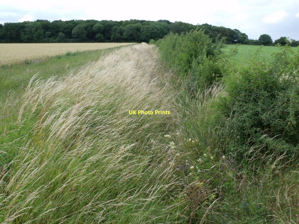 Photo 6"x4" Overgrown Drain towards Scotgrove Wood Young Wood c2011