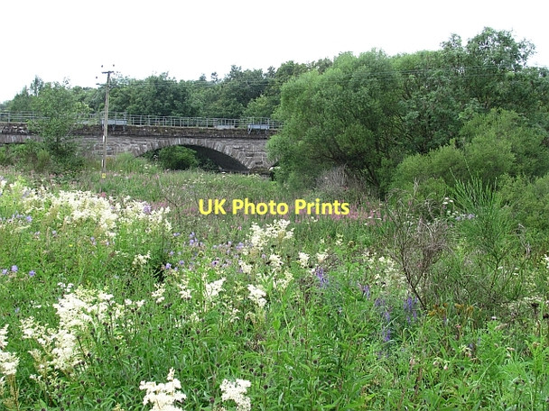 Photo 6"x4" Vegetation beside the Almond Tulloch\/NO0925 c2011