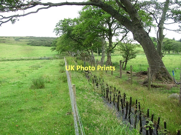 Photo 6"x4" A newly planted hedge Houndwood c2011