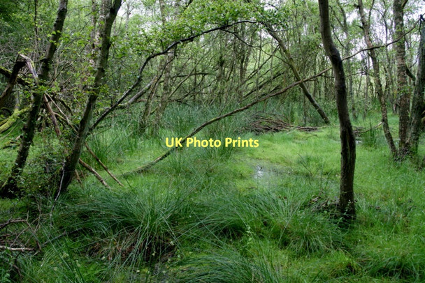 Photo 6"x4" Westmuir Community Woodland Kirriemuir c2011