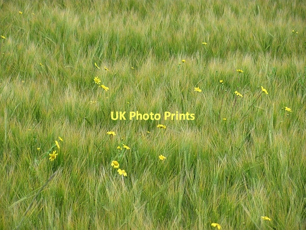 Photo 6"x4" Barley, Bankfoot Bankfoot\/NO0635 c2011
