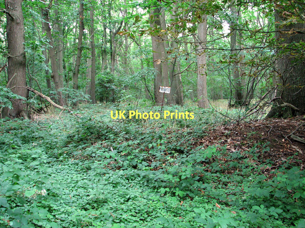 Photo 6"x4" View into Bear's Grove, Wroxham Salhouse c2011