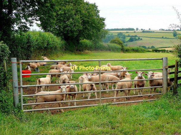Photo 6"x4" This year's lambs Bromsash c2011