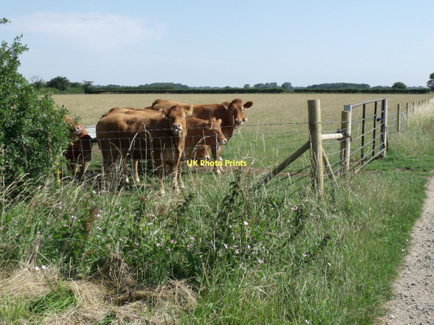 Photo 6"x4" Cows near Gillwood's Grange North Reston c2011