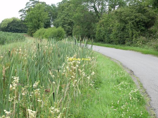 Photo 6"x4" Bulrushes in drain Gayton le Marsh c2011