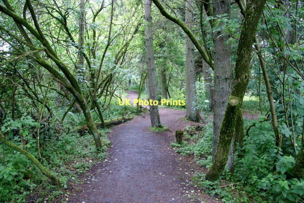 Photo 6"x4" Path in woodland at Loch of Kinnordy Kirriemuir c2011
