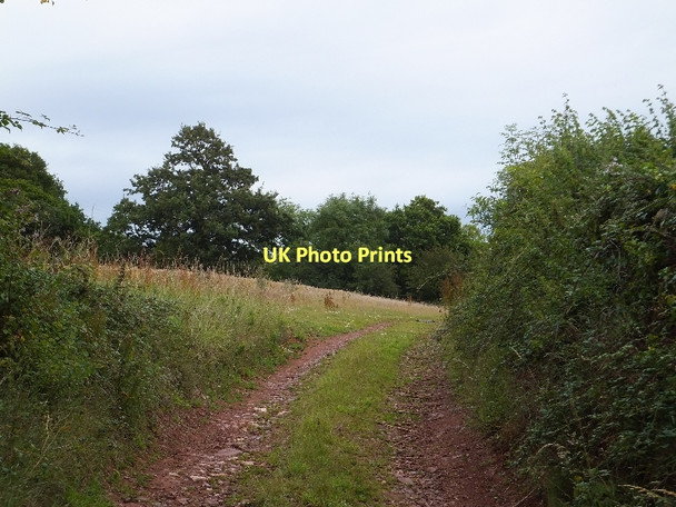 Photo 6"x4" Track to Knowle Quarry Elston\/SS7802 c2011