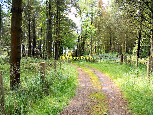 Photo 6"x4" Path through Charter's Moss Plantation Cadshaw c2011 P1