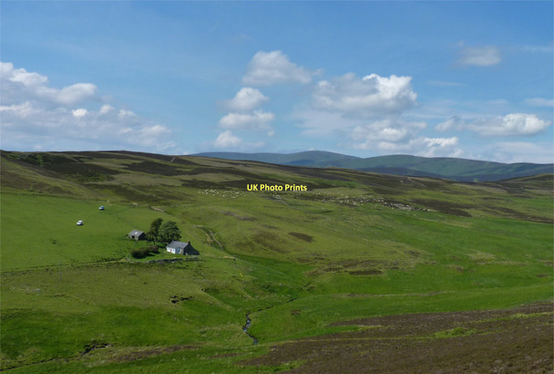 Photo 6"x4" Hill sheep Balnaboth\/NO3166 c2011