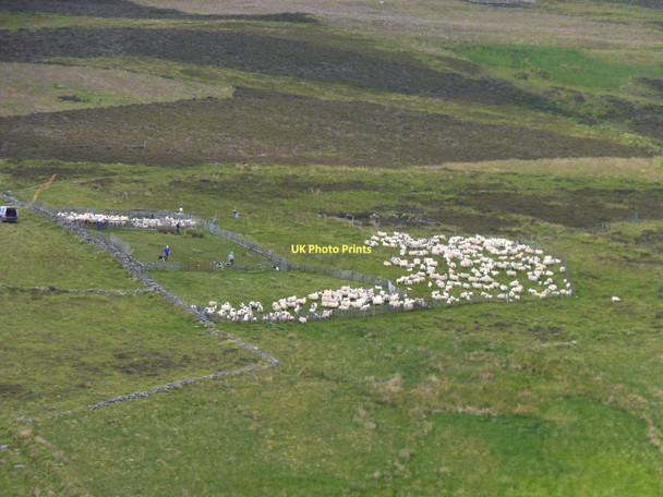 Photo 6"x4" Shearing in progress Balnaboth\/NO3166 c2011