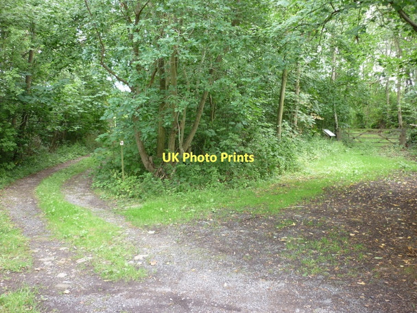Photo 6"x4" New Covert and Park Wood on General Lane Storwood c2011