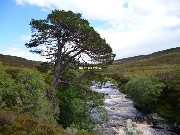 Photo 6"x4" Scots pine in upper Glen Feshie Ruighe nan Leum c2011