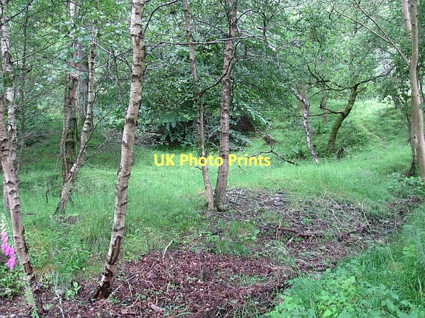 Photo 6"x4" Birnam Wood Birnam c2011