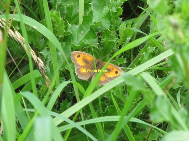 Photo 6"x4" Gatekeeper butterfly Brantham c2011
