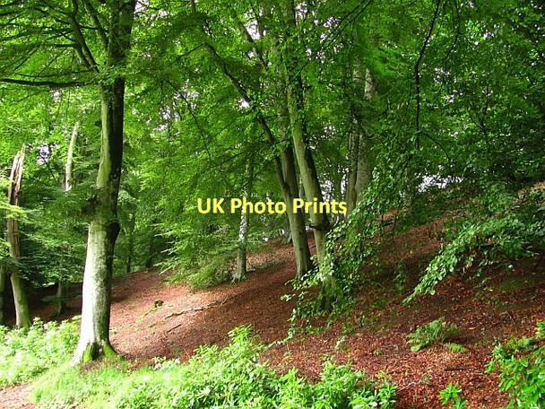 Photo 6"x4" Woodland, Dunkeld Inver\/NO0142 c2011
