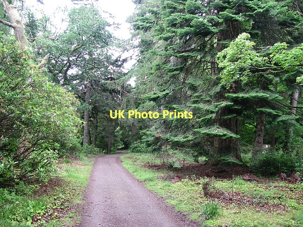 Photo 6"x4" Woodland, Dunkeld Inver\/NO0142 c2011