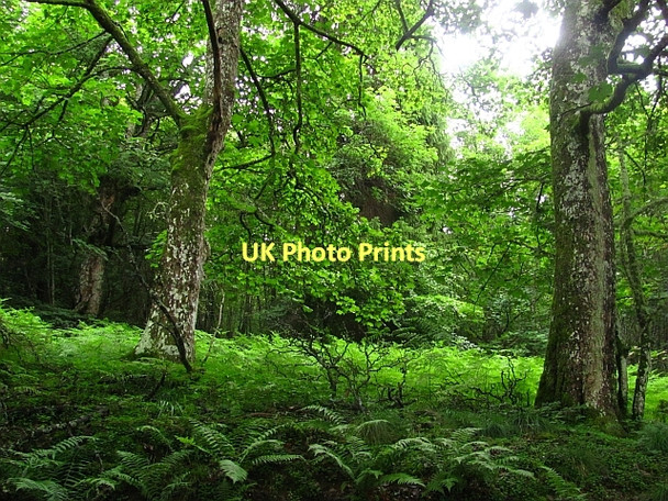 Photo 6"x4" Woodland, Dunkeld House Inver\/NO0142 c2011