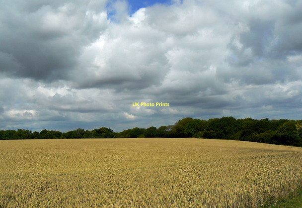Photo 6"x4" A wheatfield near Withy Copse, near Clench Common Clench Common c2011