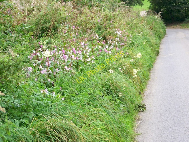 Photo 6"x4" Balsam and Meadowsweet, Ditcheat Ditcheat c2009