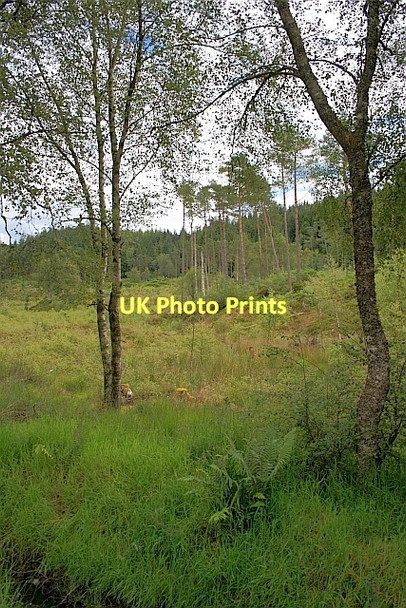 Photo 6"x4" Woodland near Duchray Cottage Kirkton\/NN5100 c2011