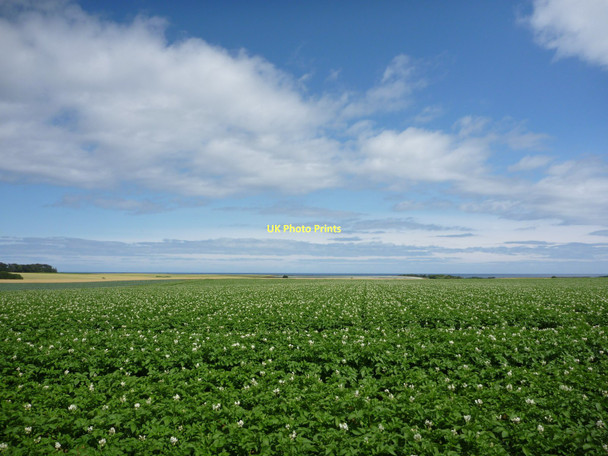 Photo 6"x4" East Lothian Landscape : Potato Field Near Scoughall Road-end Blackdykes\/NT5883 c2011