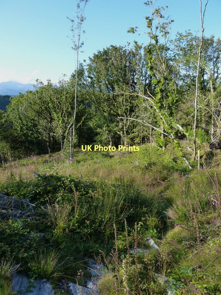 Photo 6"x4" A new footpath down to Soar Bryn Bwbach c2011