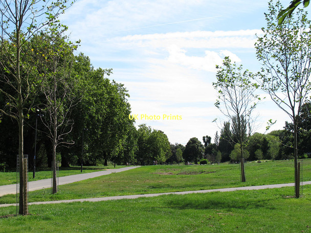 Photo 6"x4" Ladywell Fields: new planting Catford\/TQ3873 c2011
